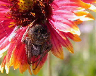 spider on indian blanket flower