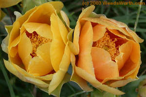 peachy-yellow prickly pear flowers in Matagorda County, TX by Faith Shaffer