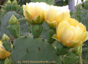 peachy-yellow prickly pear flowers with part of a pad, Matagorda County, TX by Faith Shaffer
