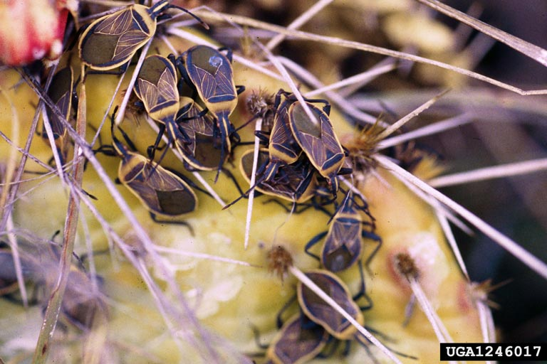 Opuntia Bug (Chelinidea vittiger) and their damage on Opuntia spp.