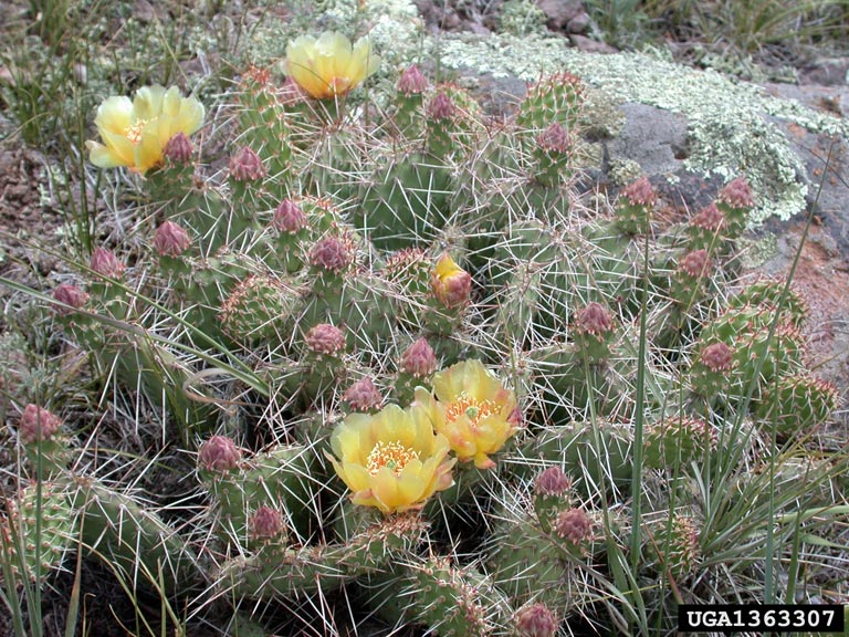Plains Prickly Pear (Opuntia polyacantha), whole plant