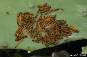 Cohort of Cactus Moth (Cactoblastis cactorum) larvae (different instars)