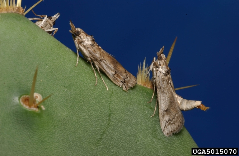 Adult female of Cactoblastis cactorum "calling" males