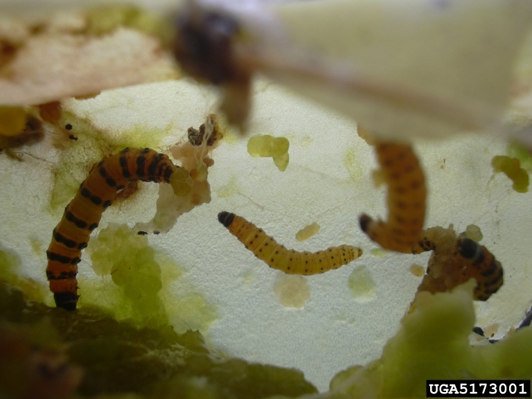 Invasive South American Cactus Moth (Cactoblastis cactorum Berg, 1885) larvae