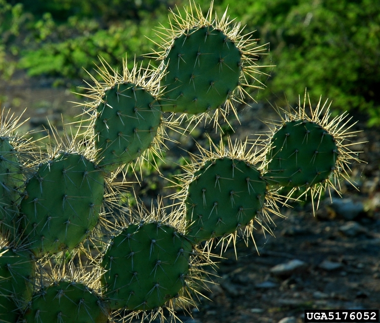 "Spaanse Juffer" Prickly Pear (Opuntia wentiana Britton & Rose)
