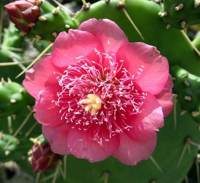 Opuntia cactus at St. Georges Botanical Garden in St. Croix