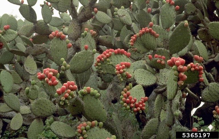 Fruit-heavy Prickly Pear (Opuntia P. Mill.)