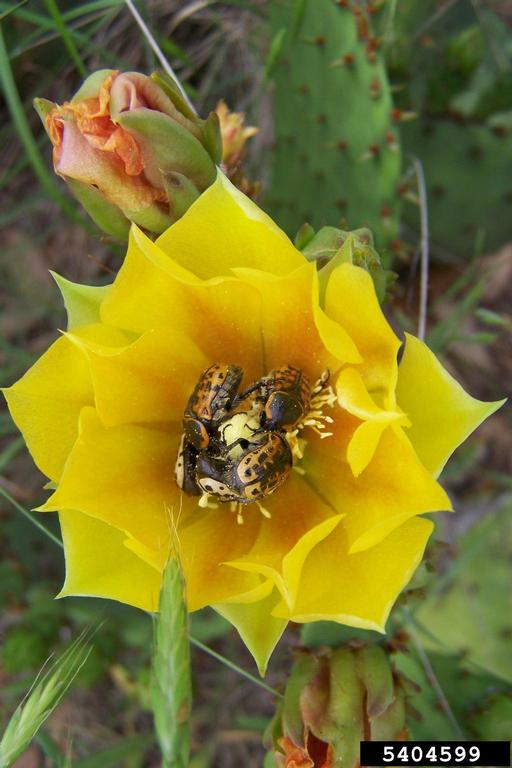 Kern's Flower Scarab (Euphoria kernii) on Texas Prickly Pear (Opuntia engelmannii var. lindheimeri (Engelm.) Parfitt & Pinkava)