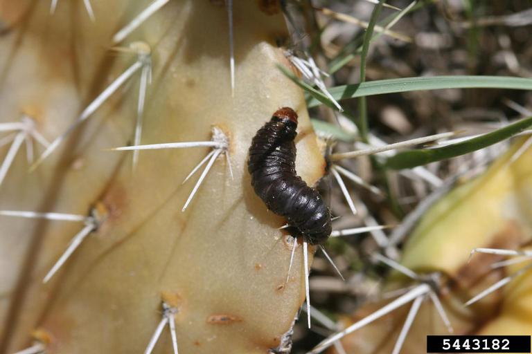 Notice the sickly/dead pads under this Blue Cactus Borer (Melitara dentata (Grote, 1876))