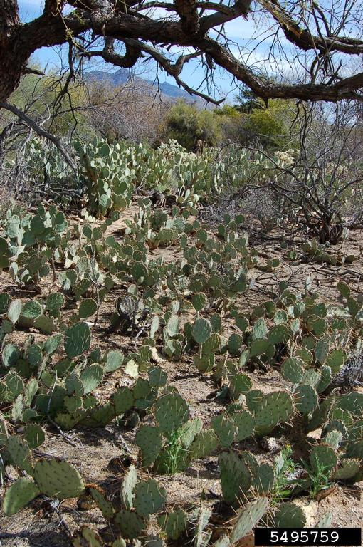 Opuntia showing off its invasive side.
