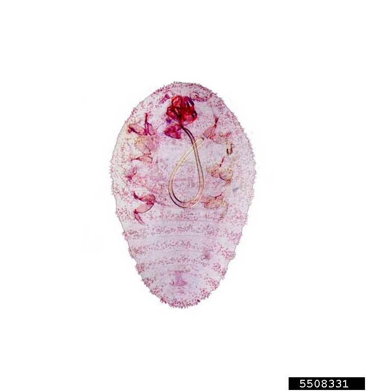 Adult female Cochineal Scale (Dactylopius opuntiae (Cockerell), Ventral view