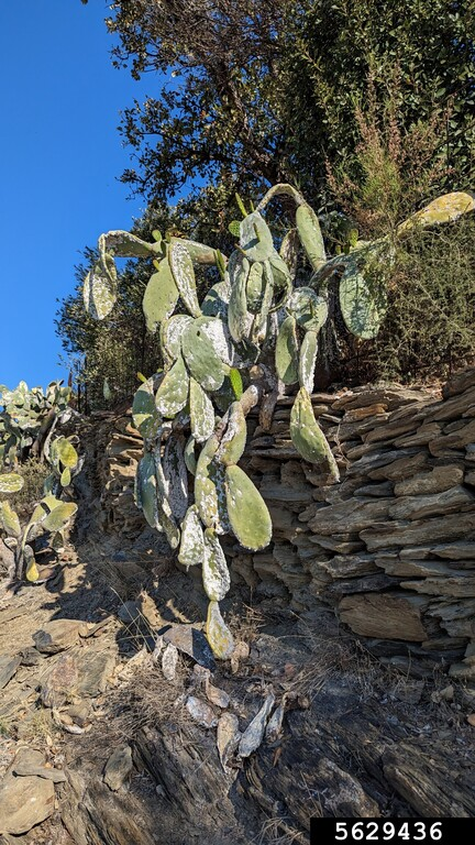 Wilting Prickly Pear (Opuntia ficus-indica) infested with cochineal