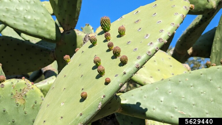 Unusual sprouting from the middle of a Prickly Pear pad (Opuntia ficus-indica (L.) P. Mill.)