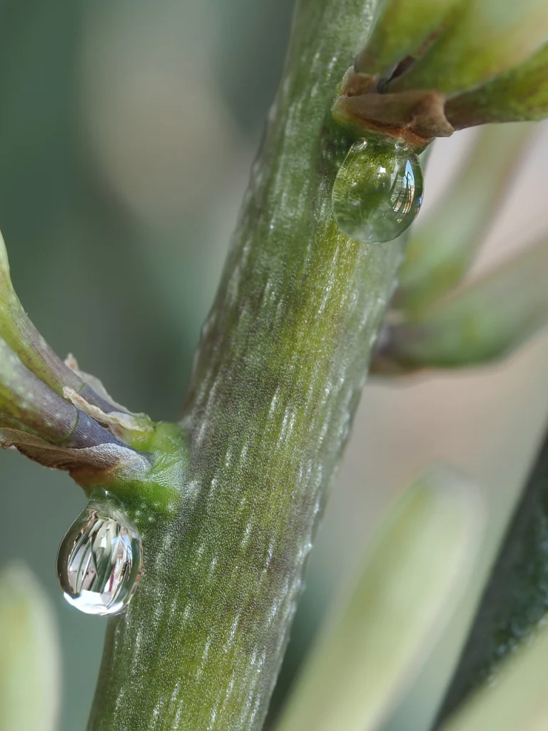 An example of extrafloral nectaries on Elephant's Toothpick (Sansevieria cylindrica)