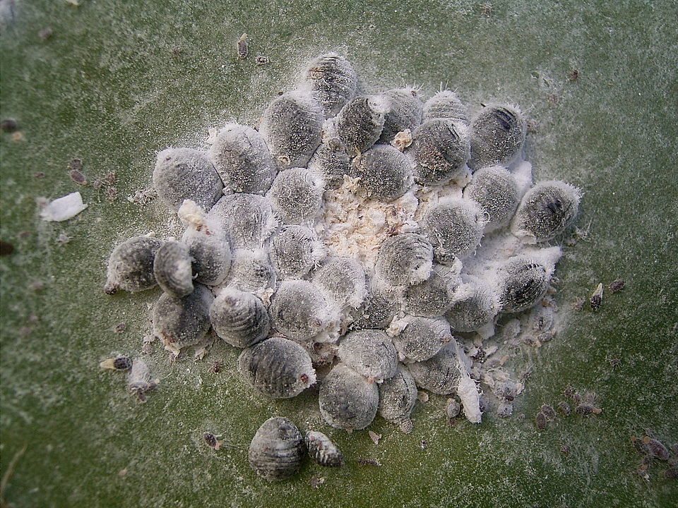 cochineal females and nymphs on prickly pear pad
