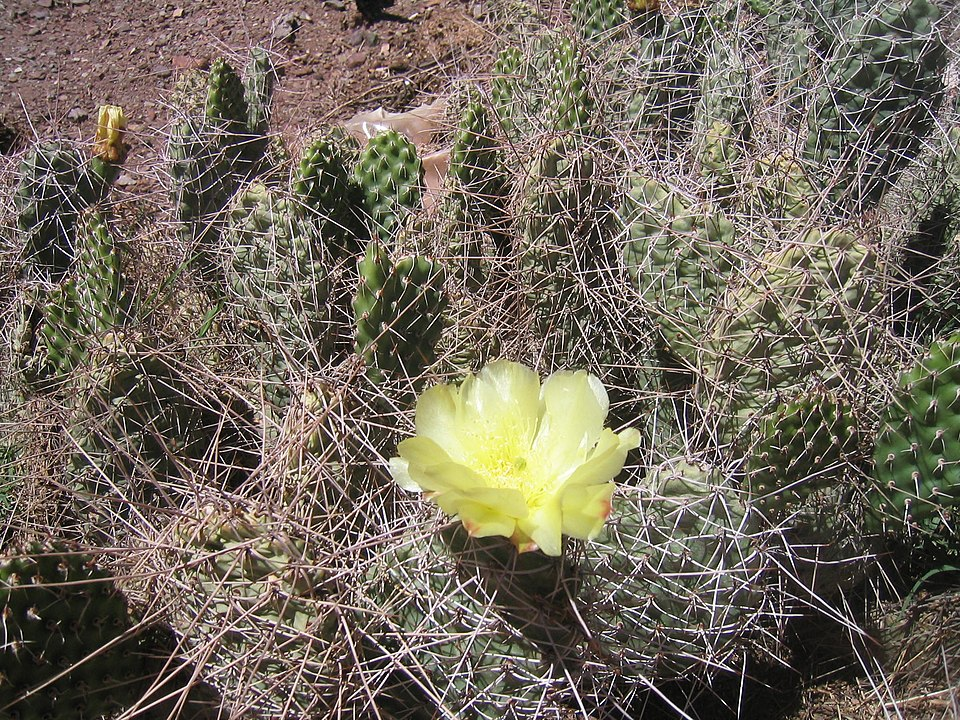 Check out the spines on this Opuntia sulphurea subsp. spinibarbis!