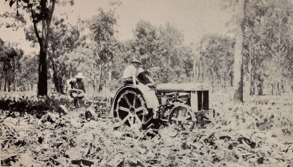 Clearing the Muniganeen school grounds (Muniganeen, Queensland, Australia) of Prickly Pear, c.1904-1950