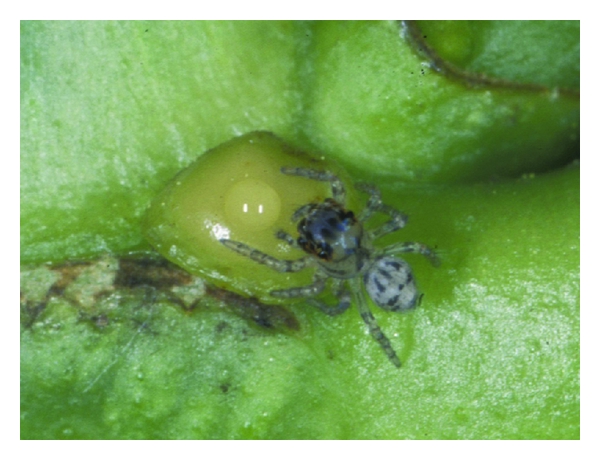Evarcha culicivora juvenile spider approaching nectar on an extrafloral nectary of Ricinus communis