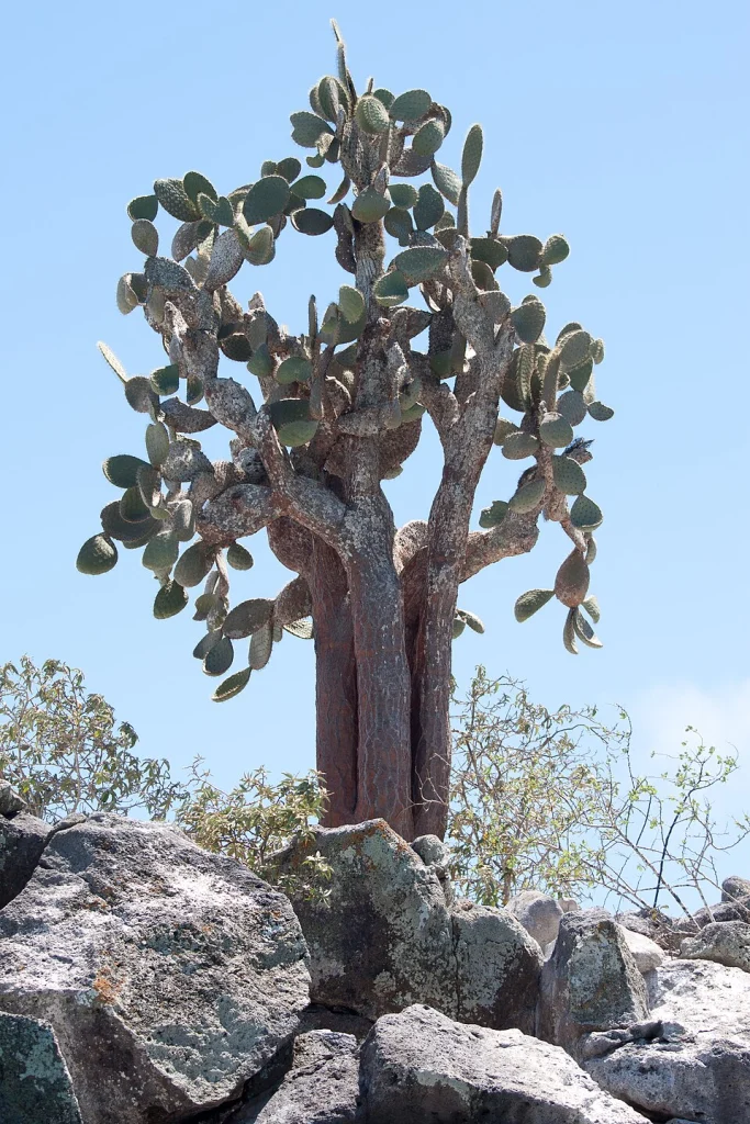 Giant Prickly Pear Cactus (Opuntia galapageia subvar. barringtonensis (E.Y.Dawson) Backeb.) on Santa Fe Island, Galápagos Islands