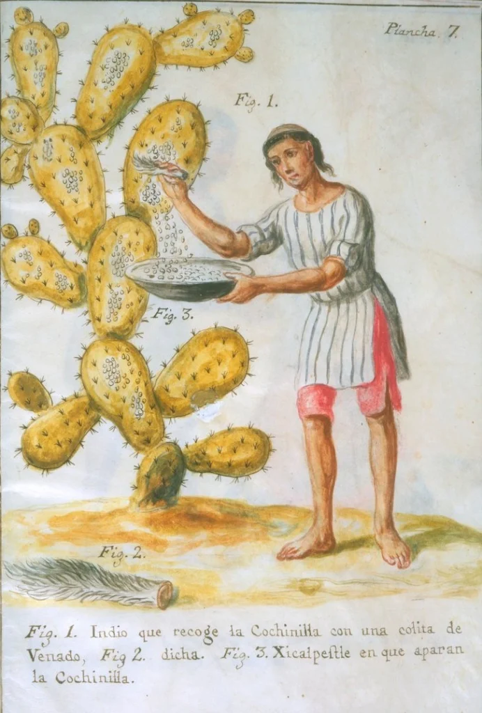 Mexican Indian Collecting Cochineal with a Deer Tail by José Antonio de Alzate y Ramírez (1777)