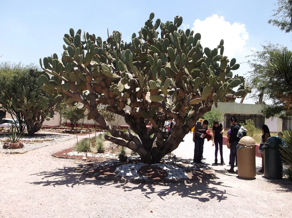 Opuntia stenopetala, Tula de Hidalgo archeological site in Tula de Allende, Hidalgo, Mexico.