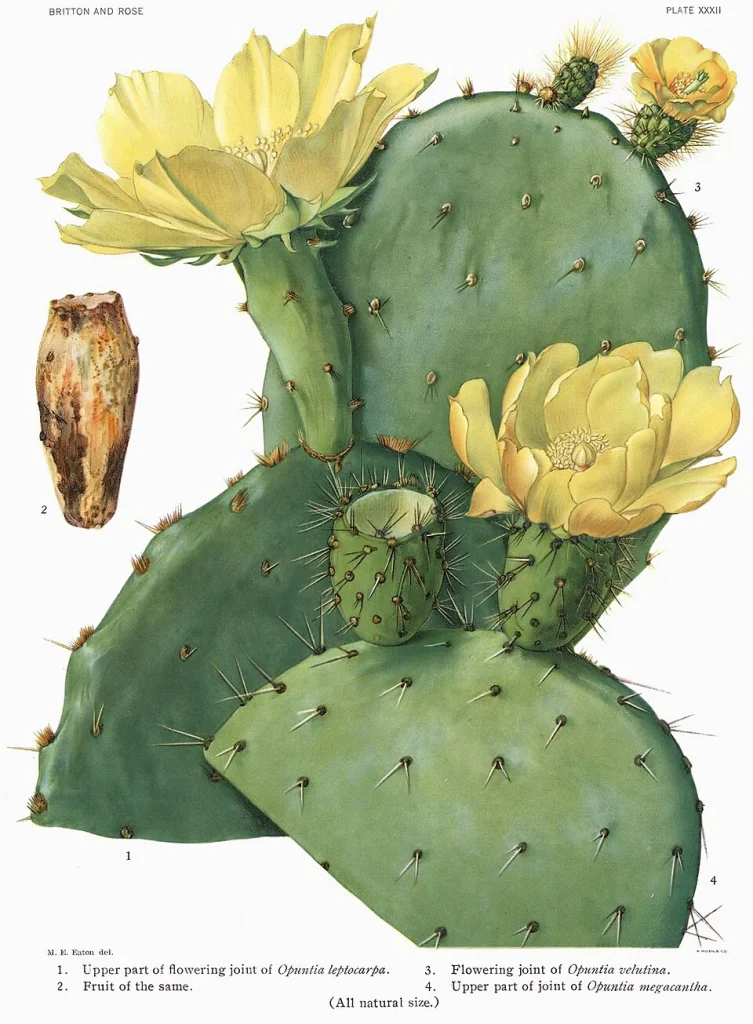 Svenska: 1,2. Opuntia leptocarpa, 3. Opuntia velutina, 4. Opuntia ficus-indica (as megacantha) from The Cactaceae (1919-1923) by Britton et Rose, Vol. I, Plate XXXII.