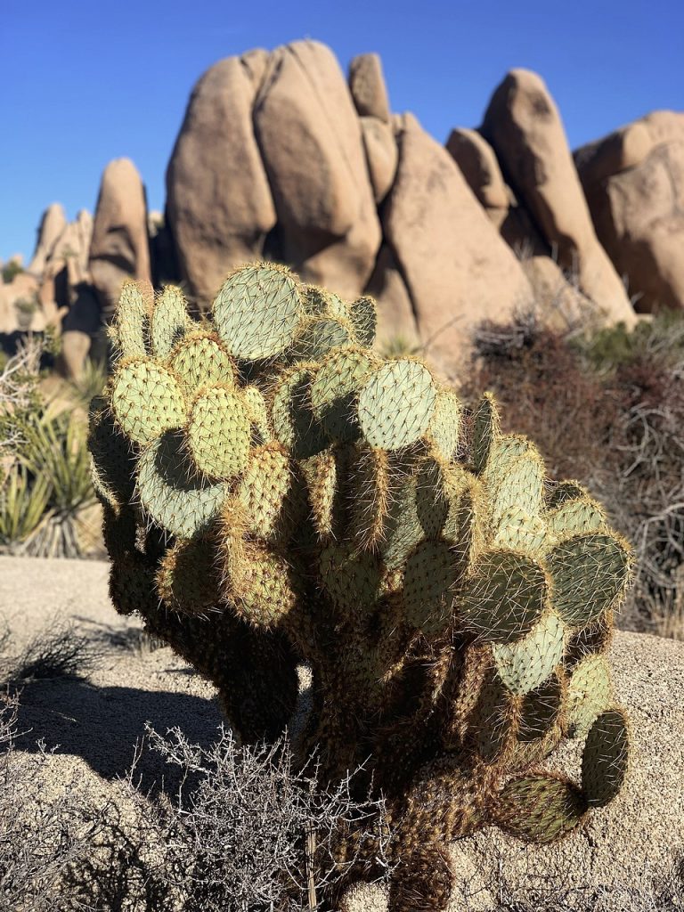 Dollarjoint Prickly Pear (Opuntia chlorotica) against rock formations in Joshua Tree National Park in the Mojave Desert in California, USA