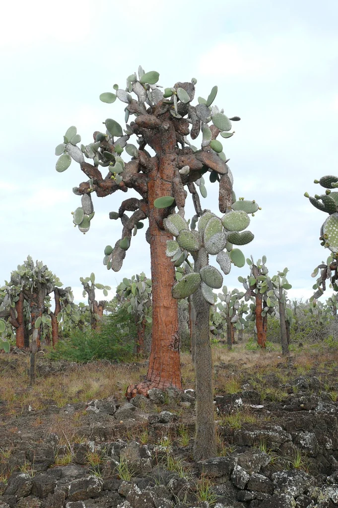 Giant Prickly Pear (Opuntia galapageia)
