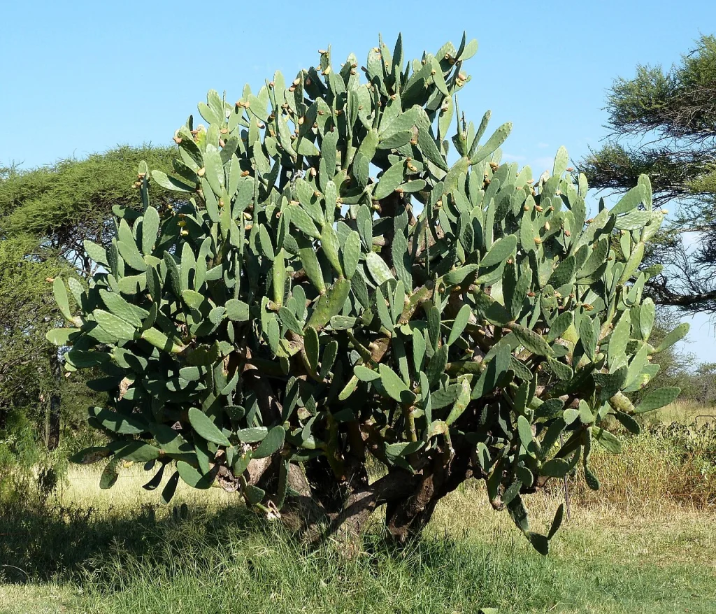 Enormous Indian Fig Opuntia (Opuntia_ficus-indica) on the Springbok Flats, South Africa