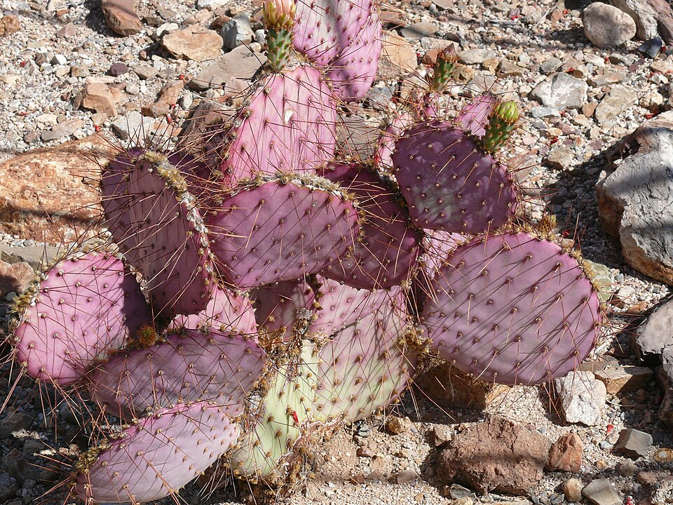 Violet Prickly Pear (O. gosseliniana)