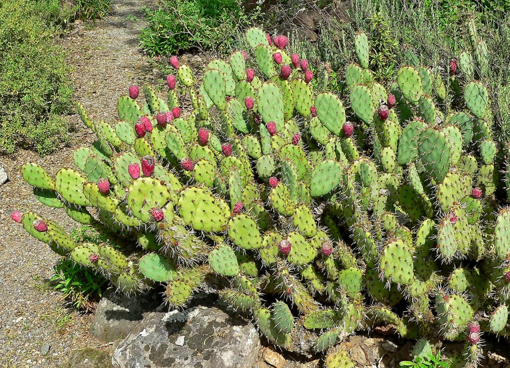 Vasey's Prickly Pear (Opuntia littoralis var. vaseyi) at the University of California Botanical Garden.