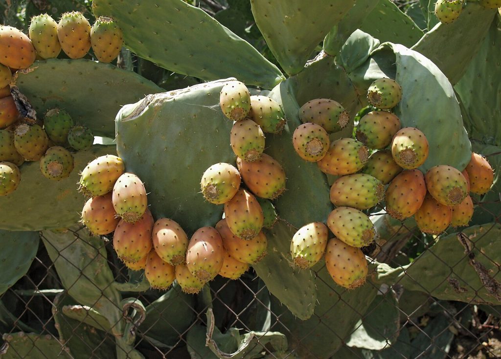 Opuntia maxima with so many fruit on each pad that they have broken in the middle and flopped over.