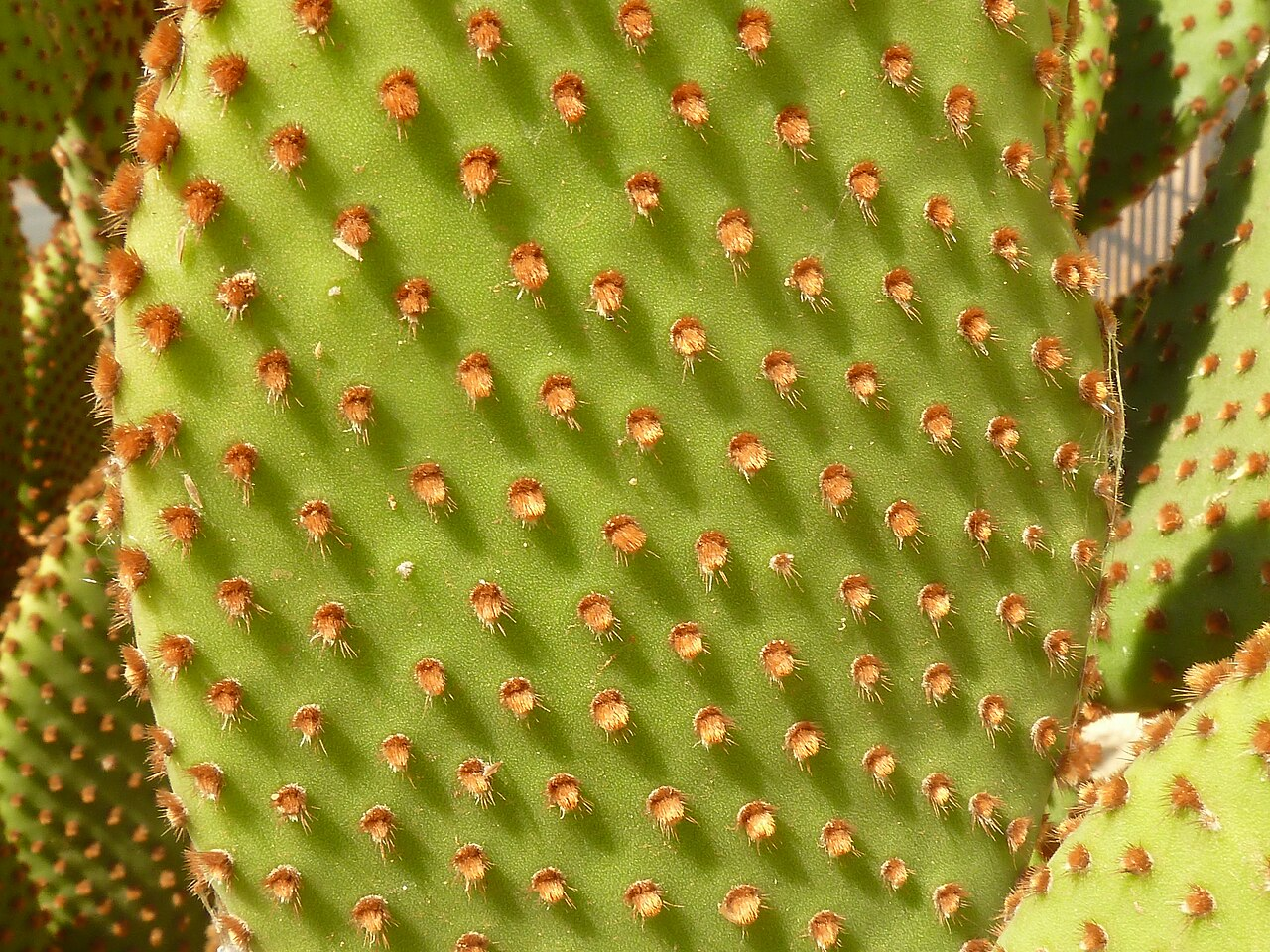 This many glochids makes me itchy. Blind Prickly Pear (O. rufida)