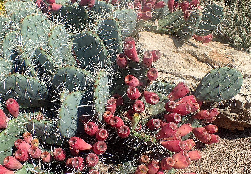 Tulip Prickly Pear (O. phaeacantha) laden with fruit in the Missouri Botanical Garden, St. Louis.