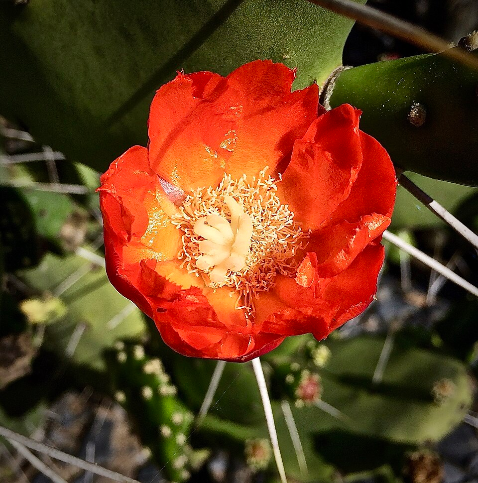 Quimilo Prickly Pear (Opuntia quimilo K.Schum.) in Argentina, Bolivia, Paraguay