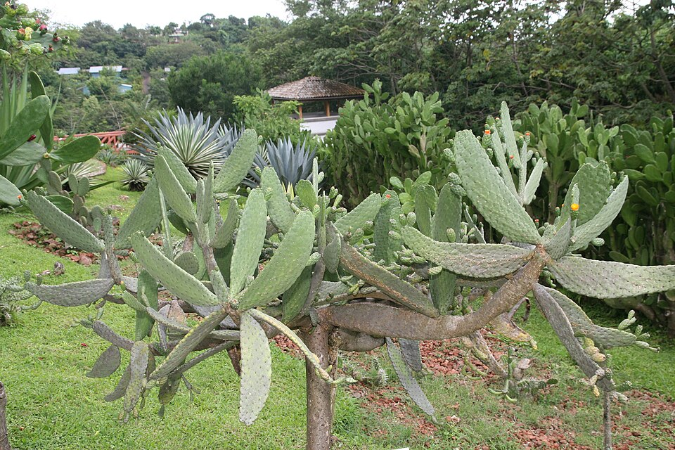 Opuntia repens in habitat
