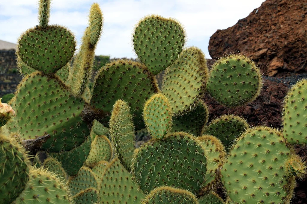 Scheer's Prickly Pear (O. scheeri) in the Jardin de Cactus in Guatiza on Lanzarote, The Canary Islands, Spain. This Prickly Pear has the most perfect spines I have seen <3.