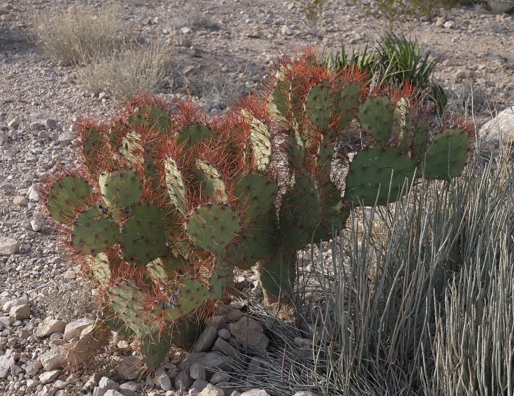 Opuntia spinosibacca, Big Bend National Park, Brewster County, US-TX, US