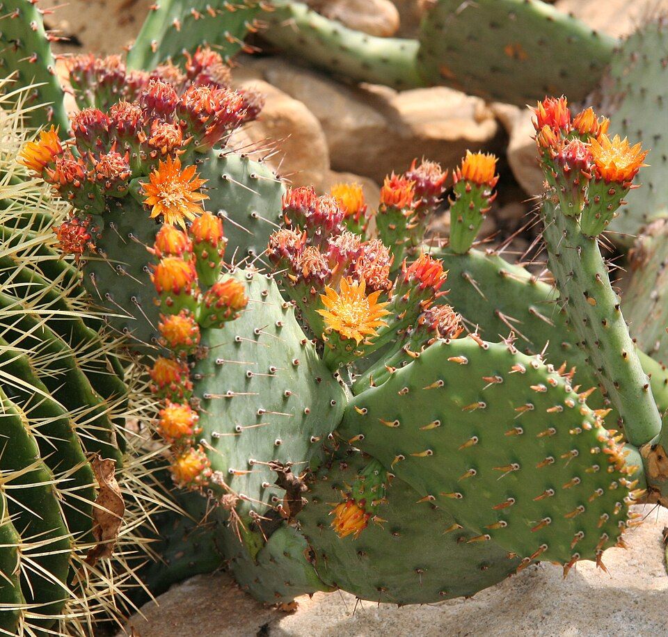 Nopal Serrano (O. stenopetala)