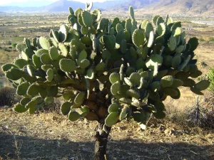 Velvet Prickly Pear (O. velutina) in Tlacolula De Matamoros, Oaxaca