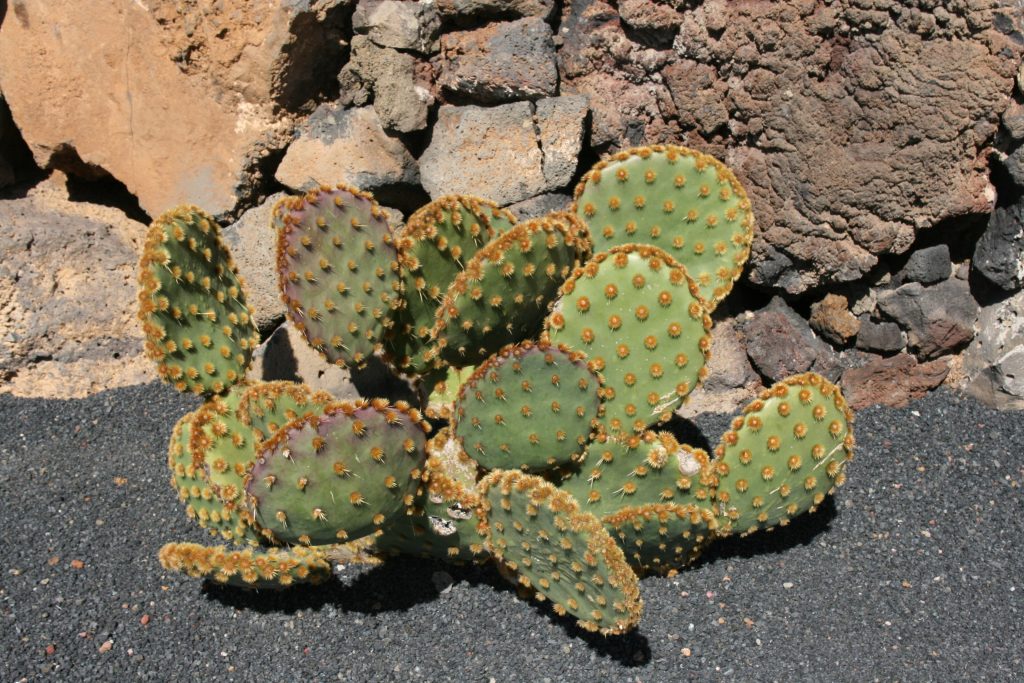 Crazy glochids on Chenille prickly pear (Opuntia aciculata Griffiths)