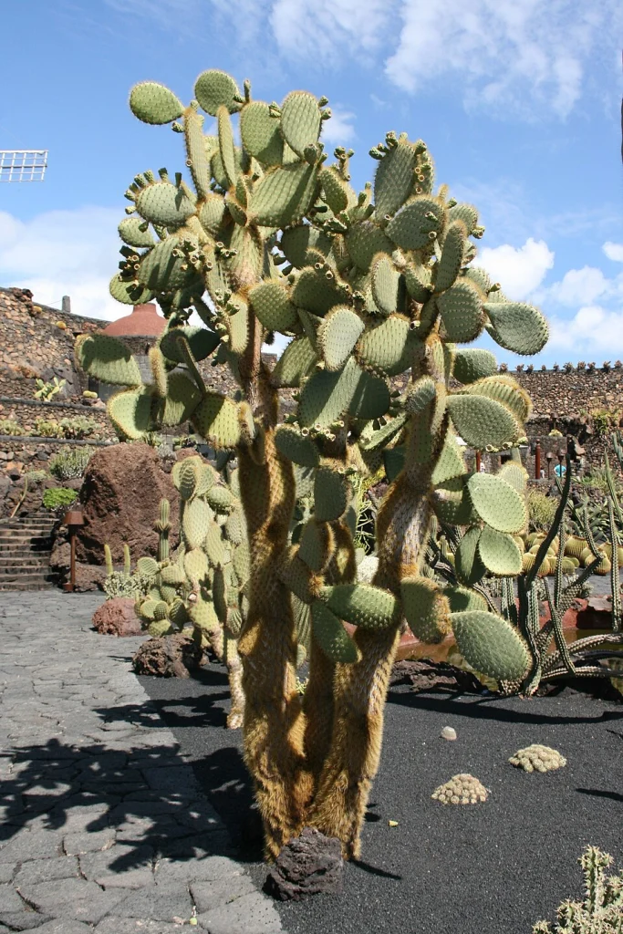 Galápagos Prickly Pear (O. galapageia), cultivated.