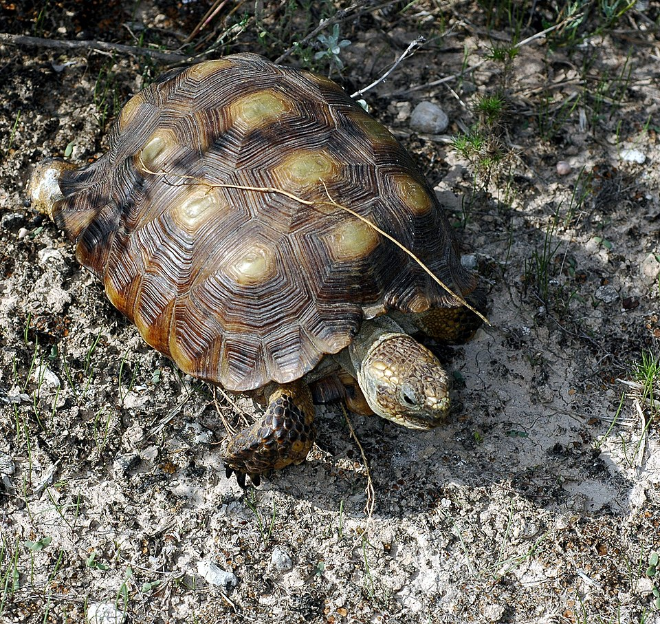 Texas Tortoise (Gopherus berlandieri)