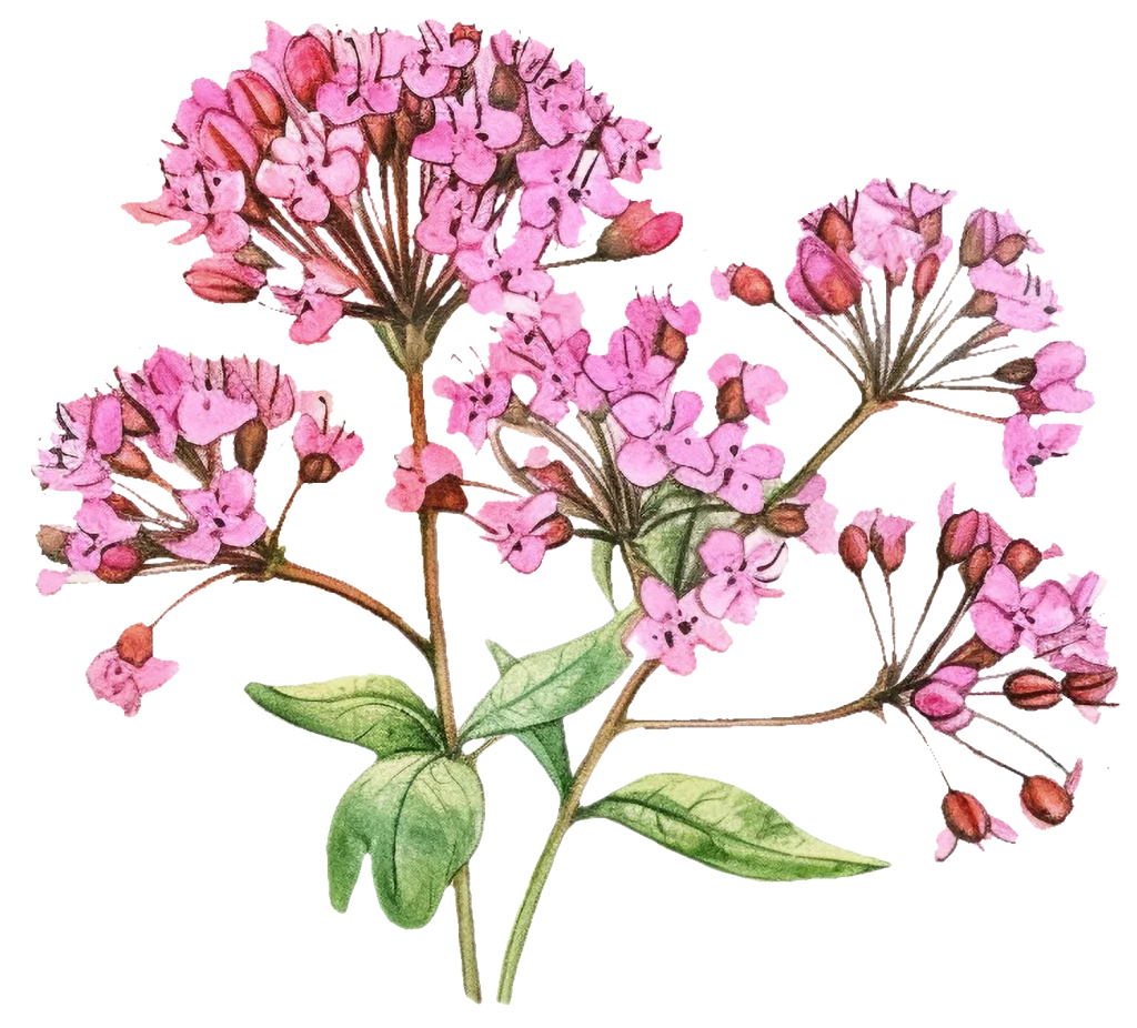 valerian - decorative