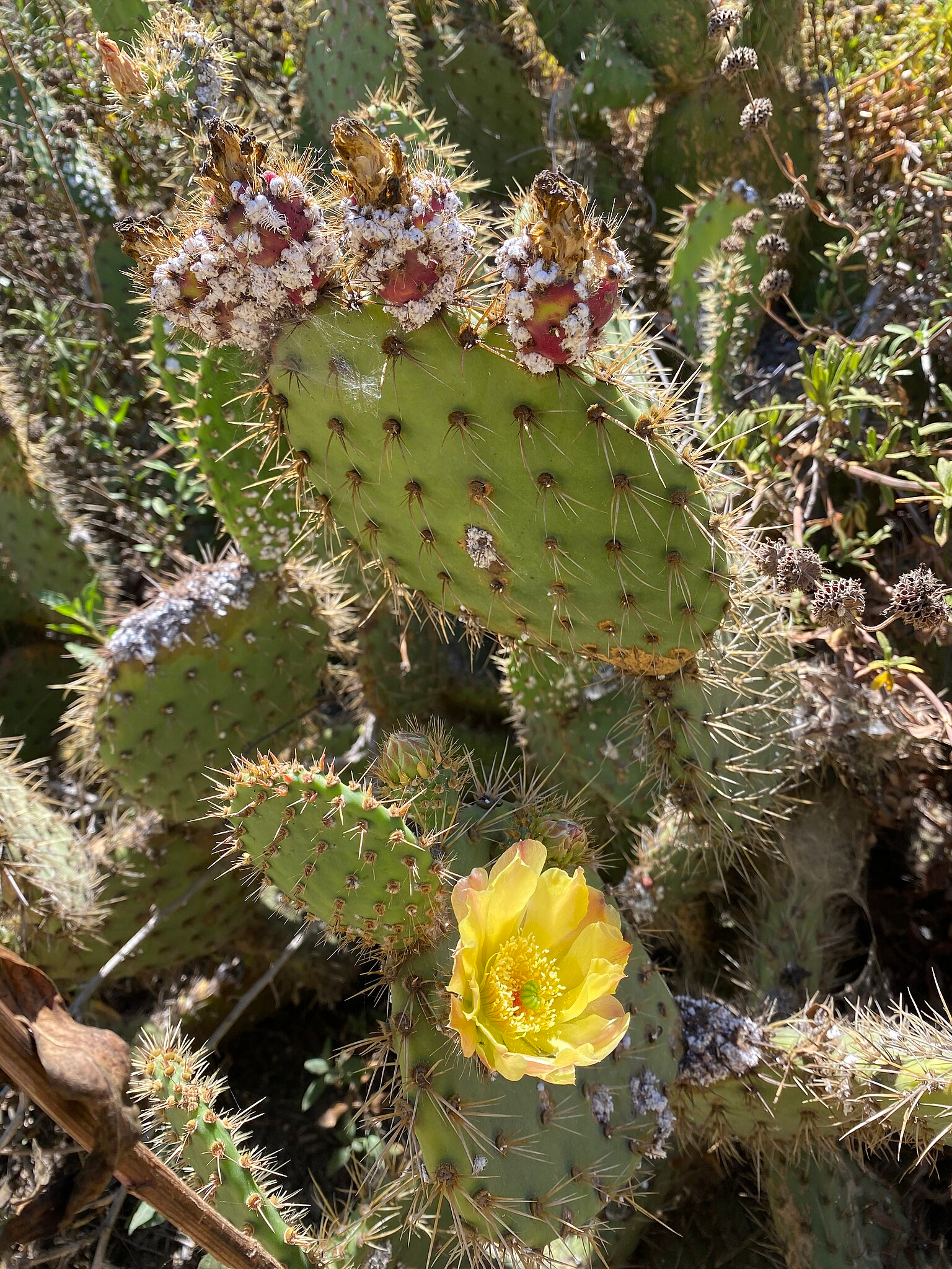Cochineal insects on Opuntia. You can see individual insects covered in the "fuzzy" white waxy extrusions