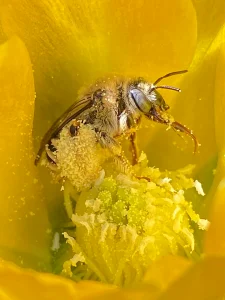 Diadasia bee covered in pollen from an Opuntia blossom
